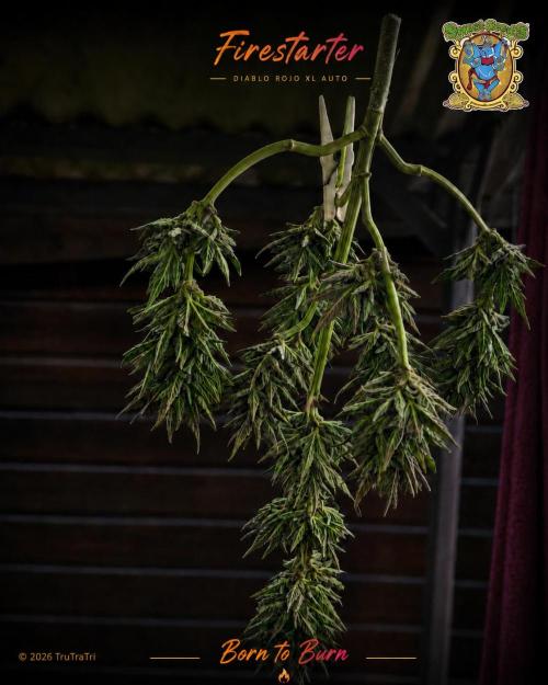 Firestarter - Born to Burn. Week 12