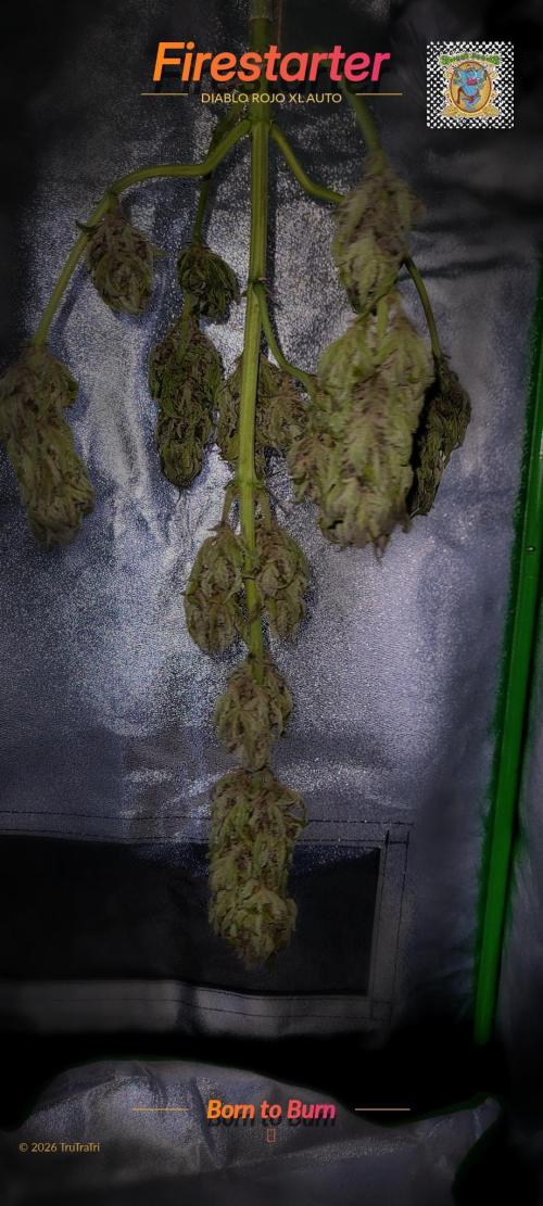 Firestarter - Born to Burn. Week 12