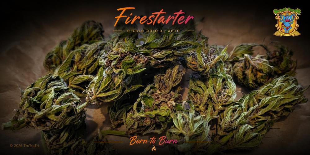 Firestarter - Born to Burn. Week 12