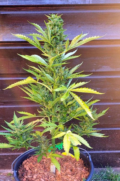 I’m a Seedling... Get Me Out of Here!. Week 13 - Sticky Vicky