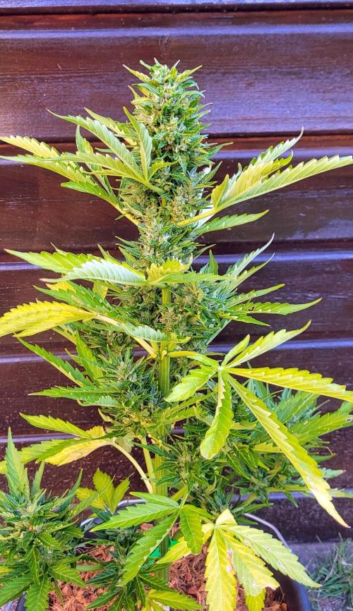 I’m a Seedling... Get Me Out of Here!. Week 13 - Sticky Vicky