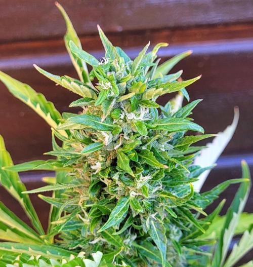 I’m a Seedling... Get Me Out of Here!. Week 13 - Sticky Vicky