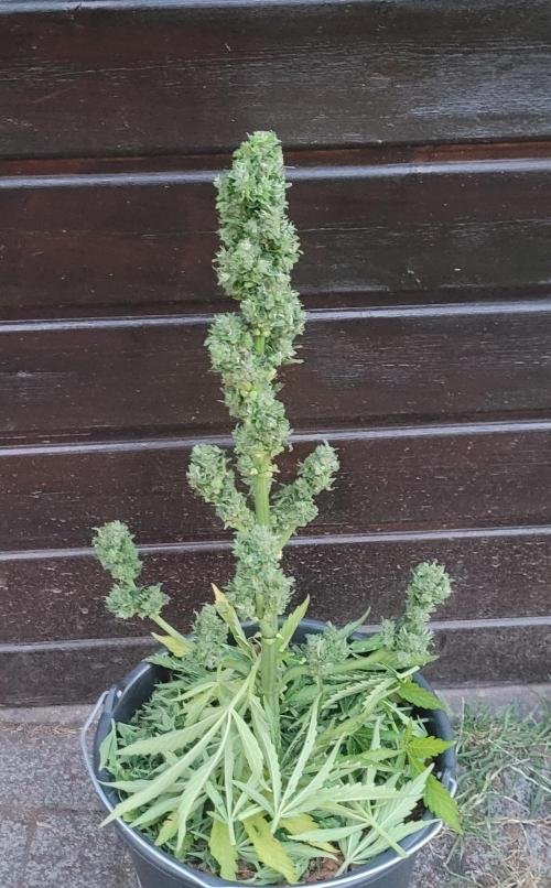I’m a Seedling... Get Me Out of Here!. Week 13 - Sticky Vicky (harvest)