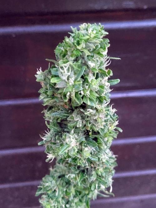 I’m a Seedling... Get Me Out of Here!. Week 13 - Sticky Vicky (harvst)