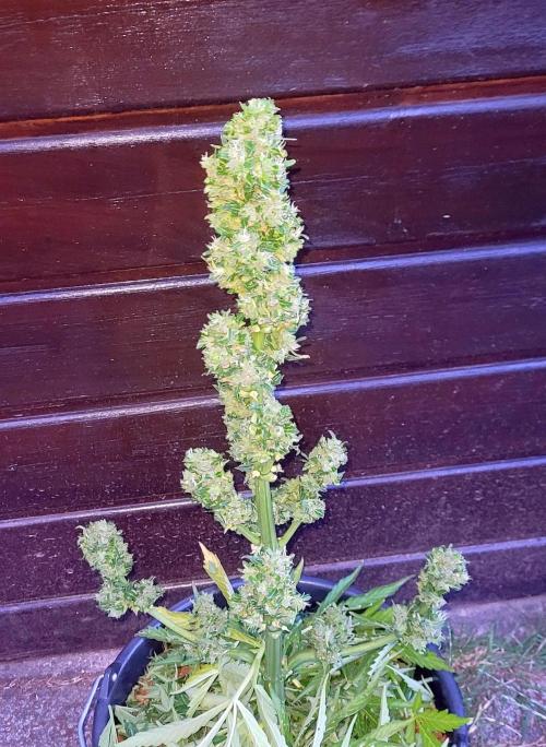 I’m a Seedling... Get Me Out of Here!. Week 13 - Sticky Vicky (harvest)