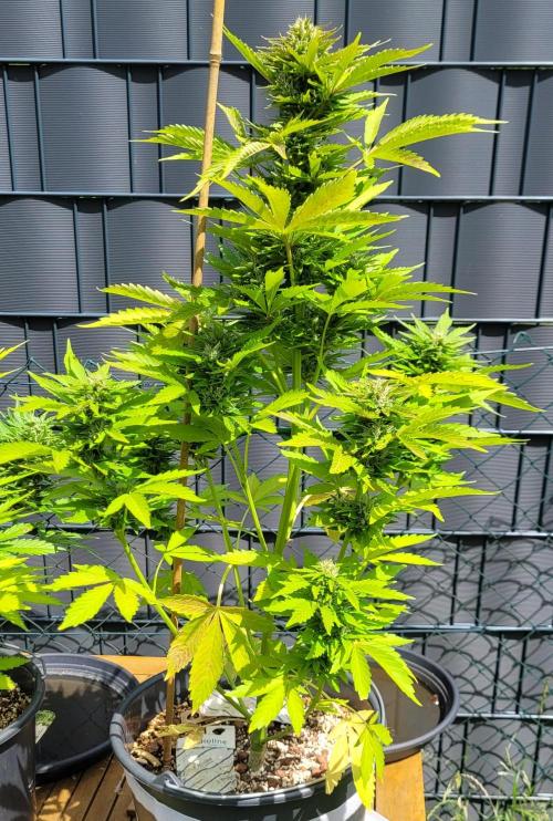 I’m a Seedling... Get Me Out of Here!. Week 13 - Princess Leafa