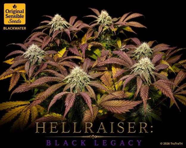Hellraiser: Black Legacy. Week 13 - Chatterer