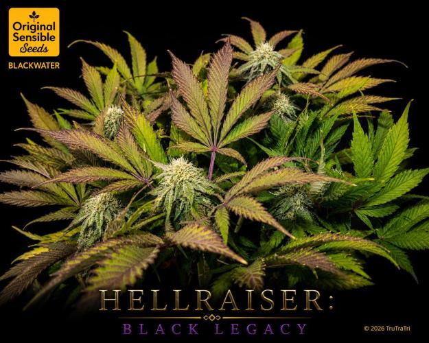 Hellraiser: Black Legacy. Week 13 - Deep Throat