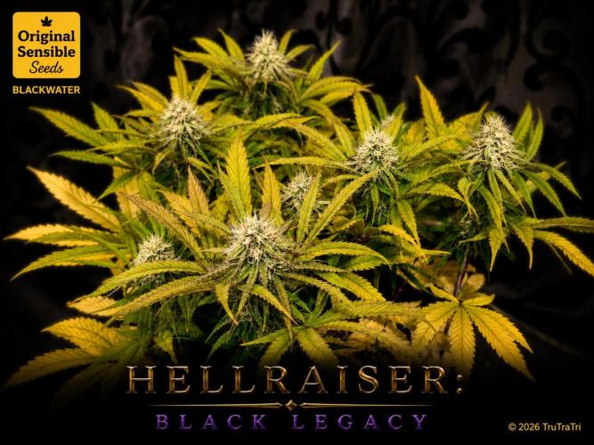 Hellraiser: Black Legacy. Week 13 - Pinhead