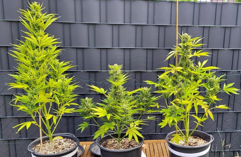I’m a Seedling... Get Me Out of Here!. Week 14 - Gluezilla - Z-List Celebrity - Princess Leafa