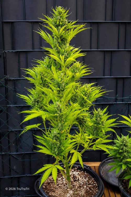 I’m a Seedling... Get Me Out of Here!. Week 14 - Gluezilla 