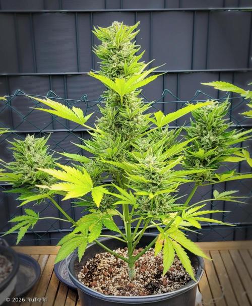 I’m a Seedling... Get Me Out of Here!. Week 14 - Z-List Celebrity