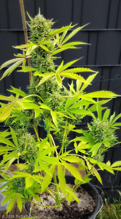 I’m a Seedling... Get Me Out of Here!. Week 14 - Princess Leafa