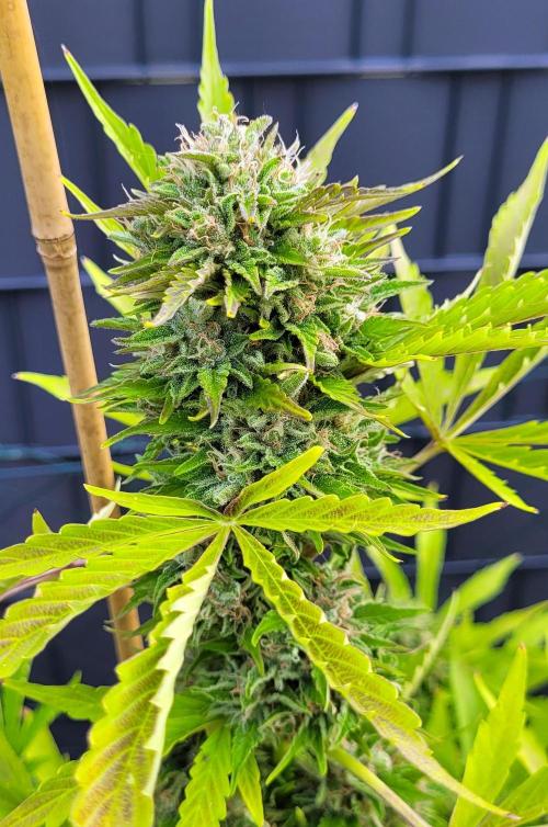 I’m a Seedling... Get Me Out of Here!. Week 14 - Princess Leafa head
