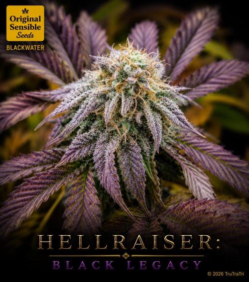 Hellraiser: Black Legacy. Week 14 - Chatterer
