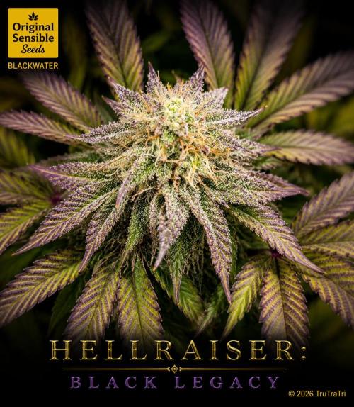 Hellraiser: Black Legacy. Week 14 - Deep Throat