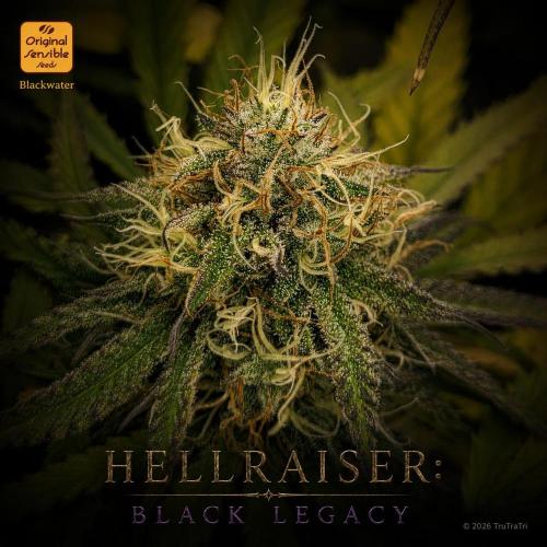 Hellraiser: Black Legacy. Week 14 - Pinhead