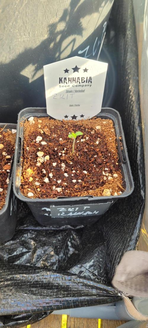 Ganja Farmer Bear: Rainbow Quest. Week 0