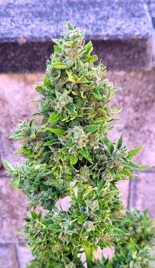 I’m a Seedling... Get Me Out of Here!. Week 15 - Gluezilla