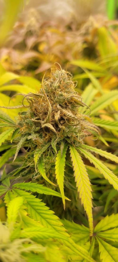 Hellraiser: Black Legacy. Week 15 - mold