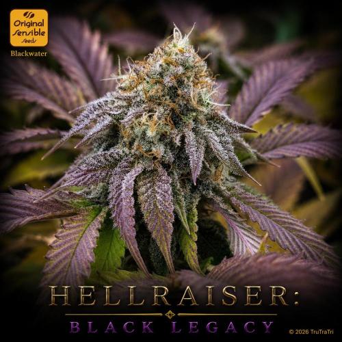 Hellraiser: Black Legacy. Week 15 - Chatterer