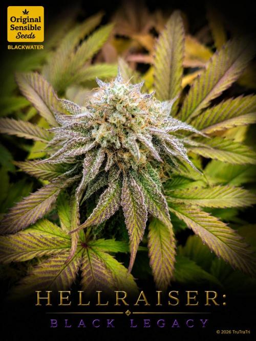 Hellraiser: Black Legacy. Week 15 - Deep Throat