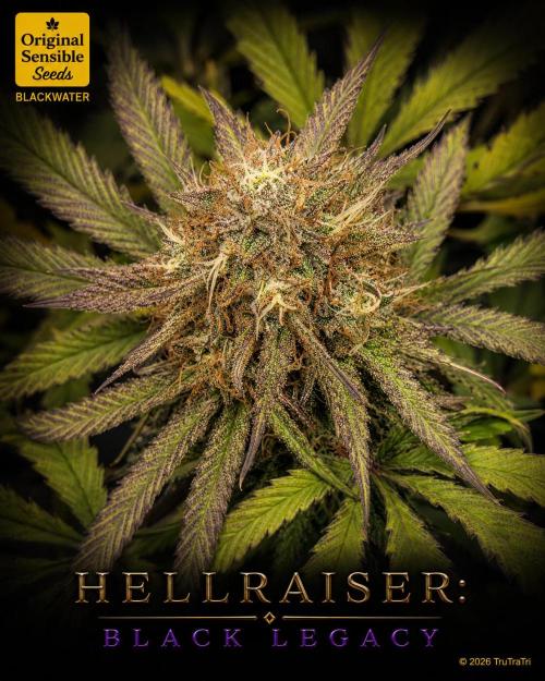 Hellraiser: Black Legacy. Week 15 - Pinhead
