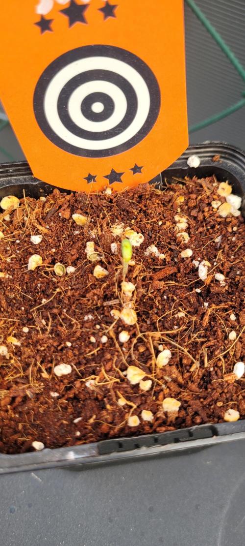 Sunset Sherbet Go Fast. Week 1
