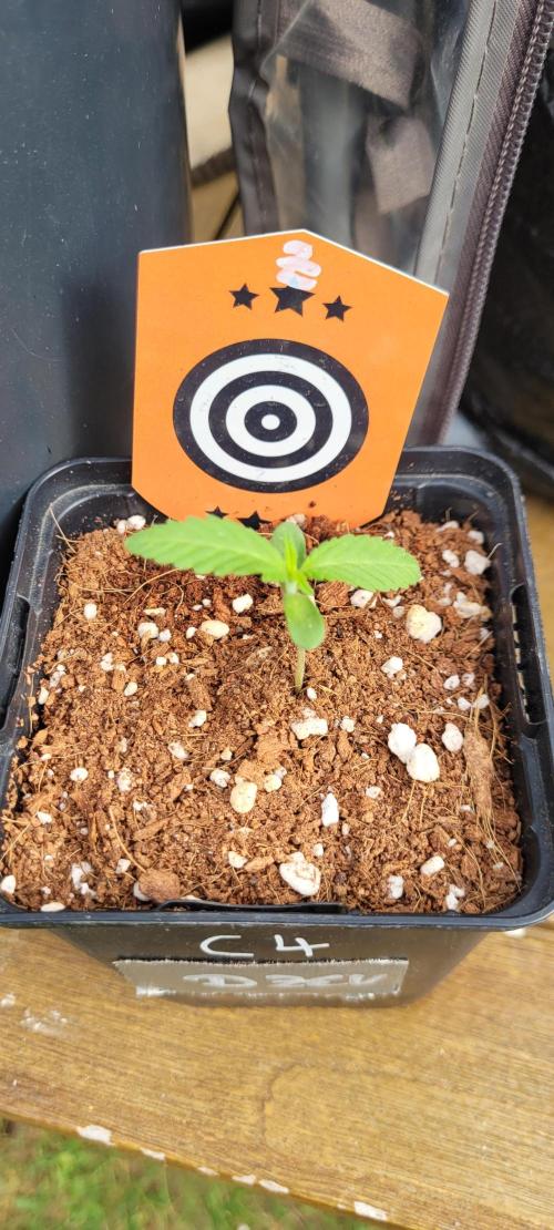 XL FlexiPot 2. Week 1