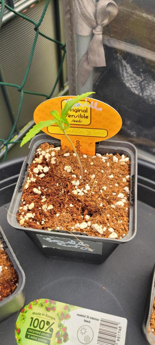 XL FlexiPot 2. Week 1
