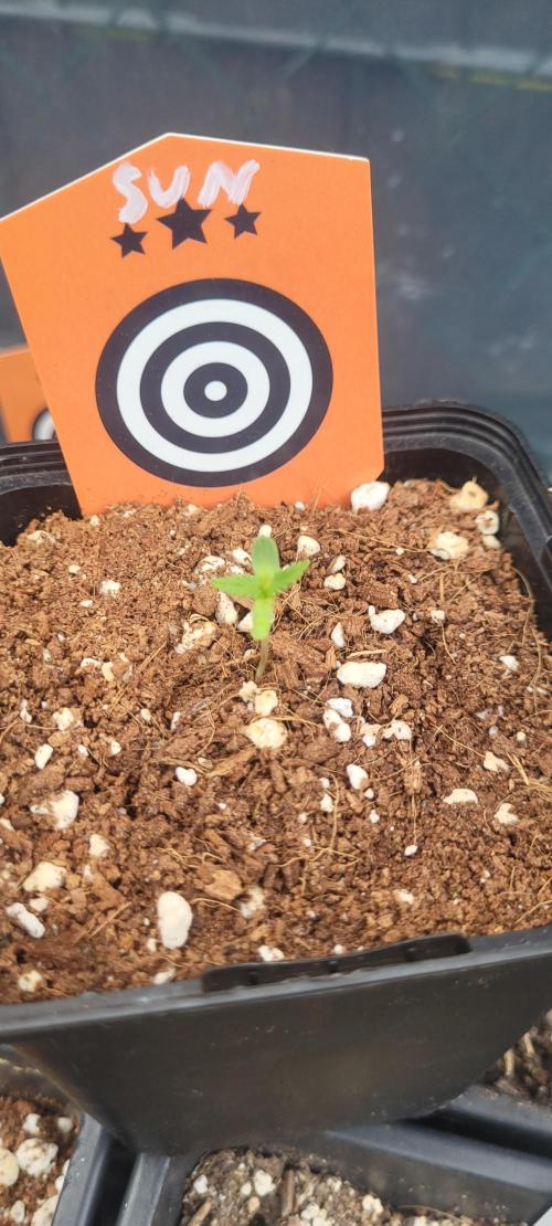 Sunset Sherbet Go Fast. Week 2