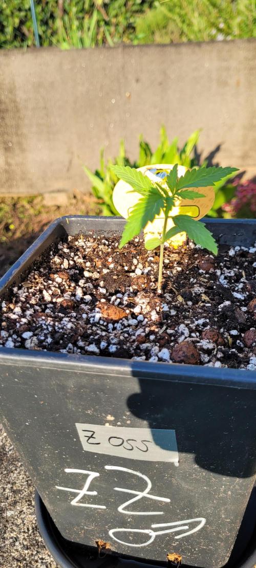 XL FlexiPot 2. Week 2