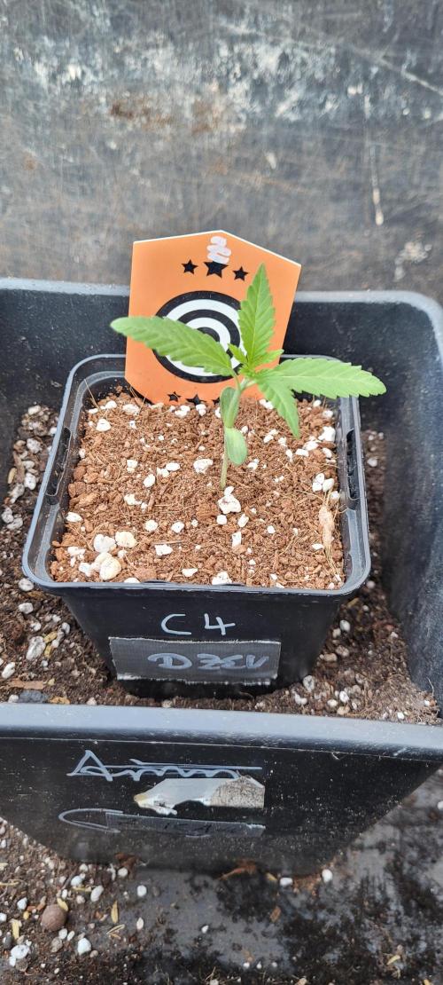 Ganja Farmer Bear: Rainbow Quest. Week 2