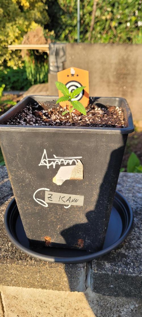 Ganja Farmer Bear: Rainbow Quest. Week 2