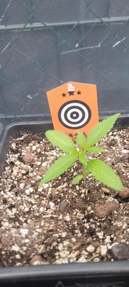 Ganja Farmer Bear: Rainbow Quest. Week 2