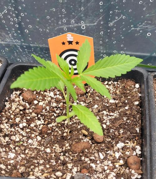 Ganja Farmer Bear: Rainbow Quest. Week 3