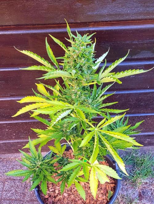 I’m a Seedling... Get Me Out of Here!. Week 16 - Sticky Vicky