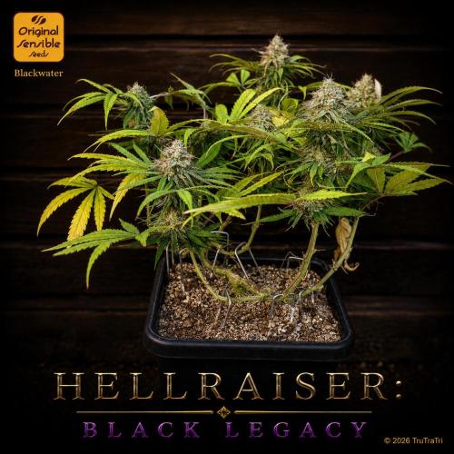 Hellraiser: Black Legacy. Week 16 - Pinhead