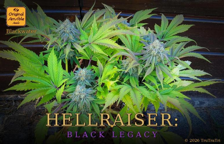 Hellraiser: Black Legacy. Week 16 - Deep Throat