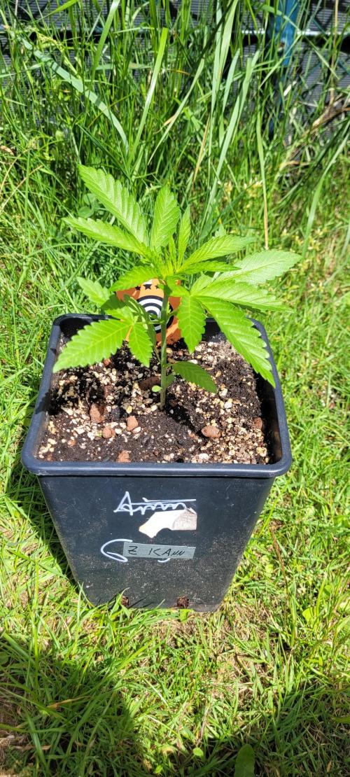 Ganja Farmer Bear: Rainbow Quest. Week 4