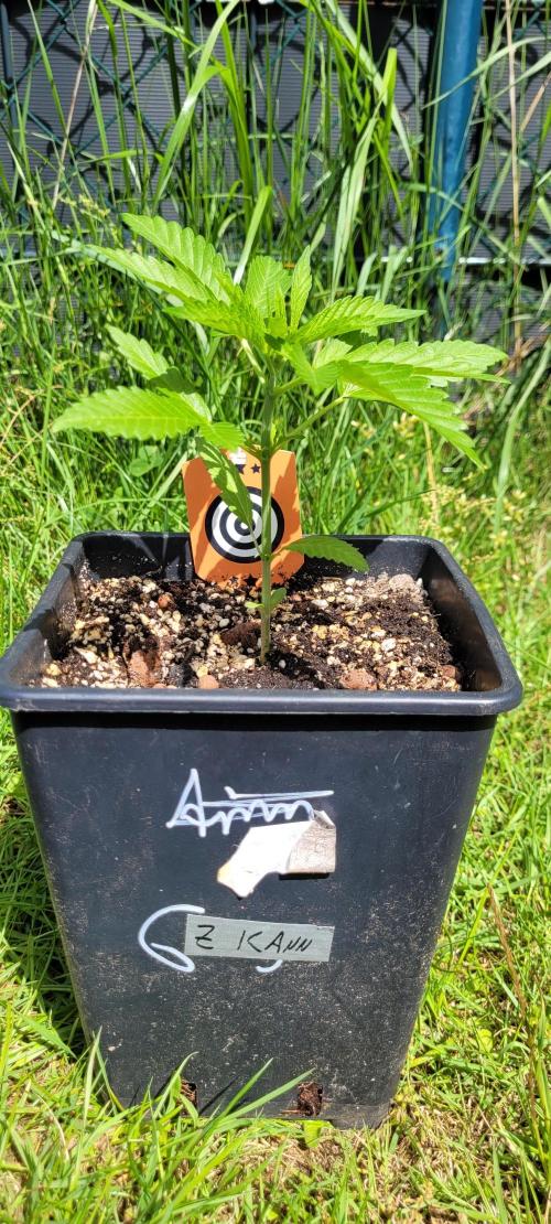 Ganja Farmer Bear: Rainbow Quest. Week 4