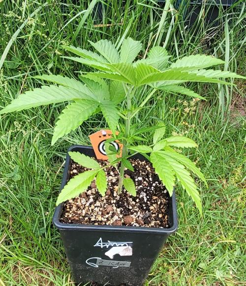 Ganja Farmer Bear: Rainbow Quest. Week 5