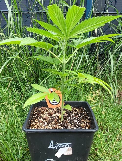 Ganja Farmer Bear: Rainbow Quest. Week 5