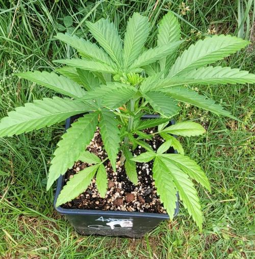 Ganja Farmer Bear: Rainbow Quest. Week 5