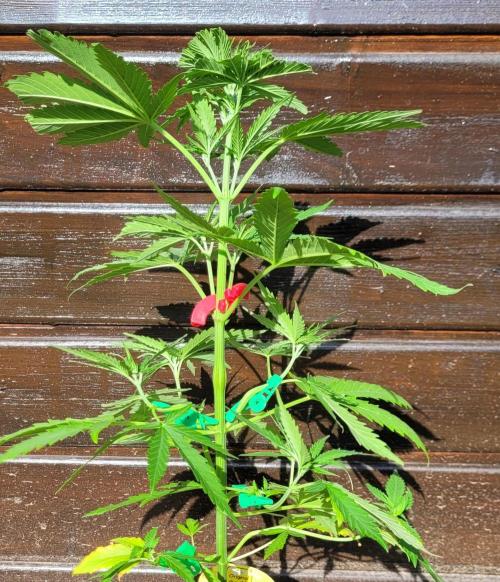 Lobster Man II: Mombo from Mars. Week 6