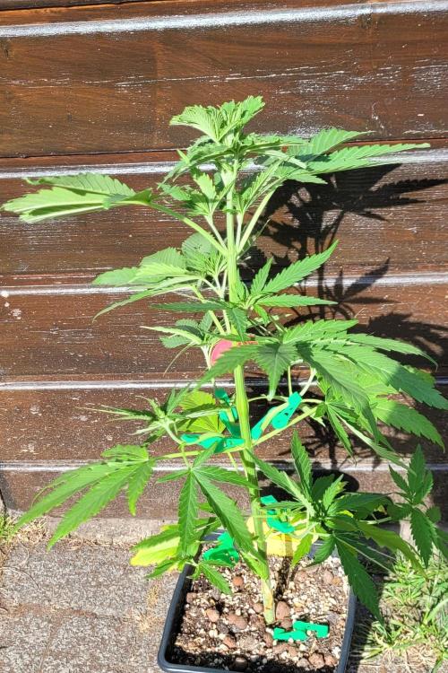 Lobster Man II: Mombo from Mars. Week 6