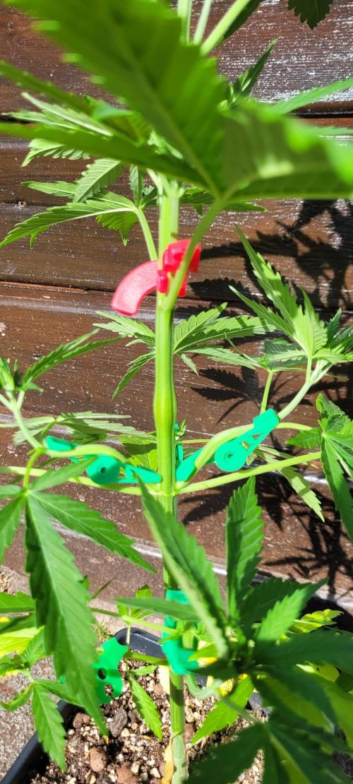 Lobster Man II: Mombo from Mars. Week 6