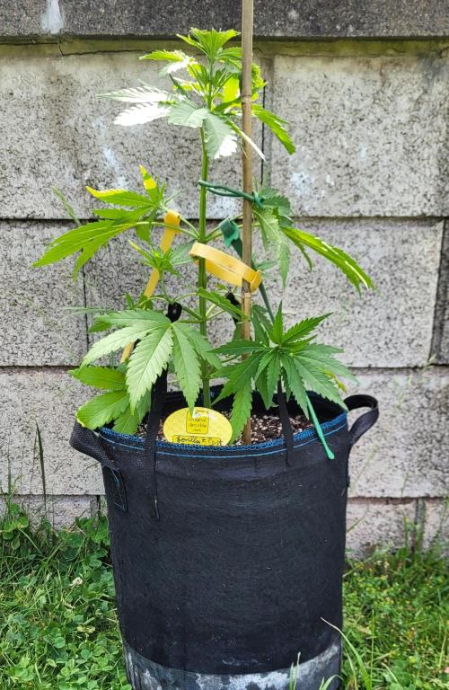 Lobster Man II: Mombo from Mars. Week 6 - Autopot