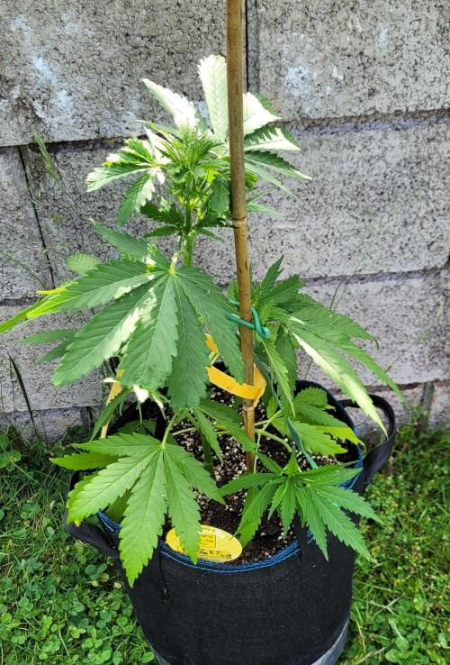 Lobster Man II: Mombo from Mars. Week 6 - Autopot