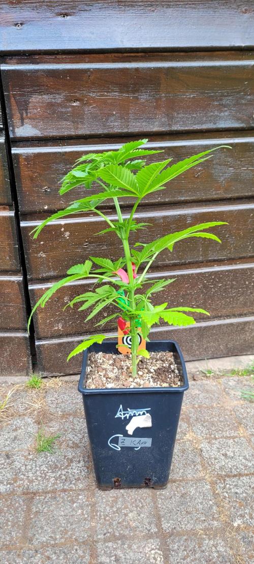 Ganja Farmer Bear: Rainbow Quest. Week 6